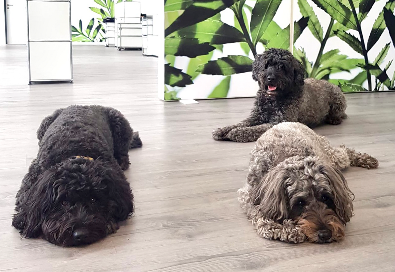 MARTINCOLOR office dogs