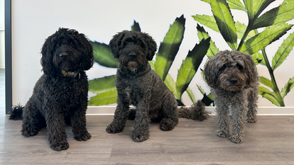 MARTINCOLOR Bürohunde 2