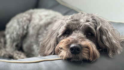 MARTINCOLOR Bürohunde 3