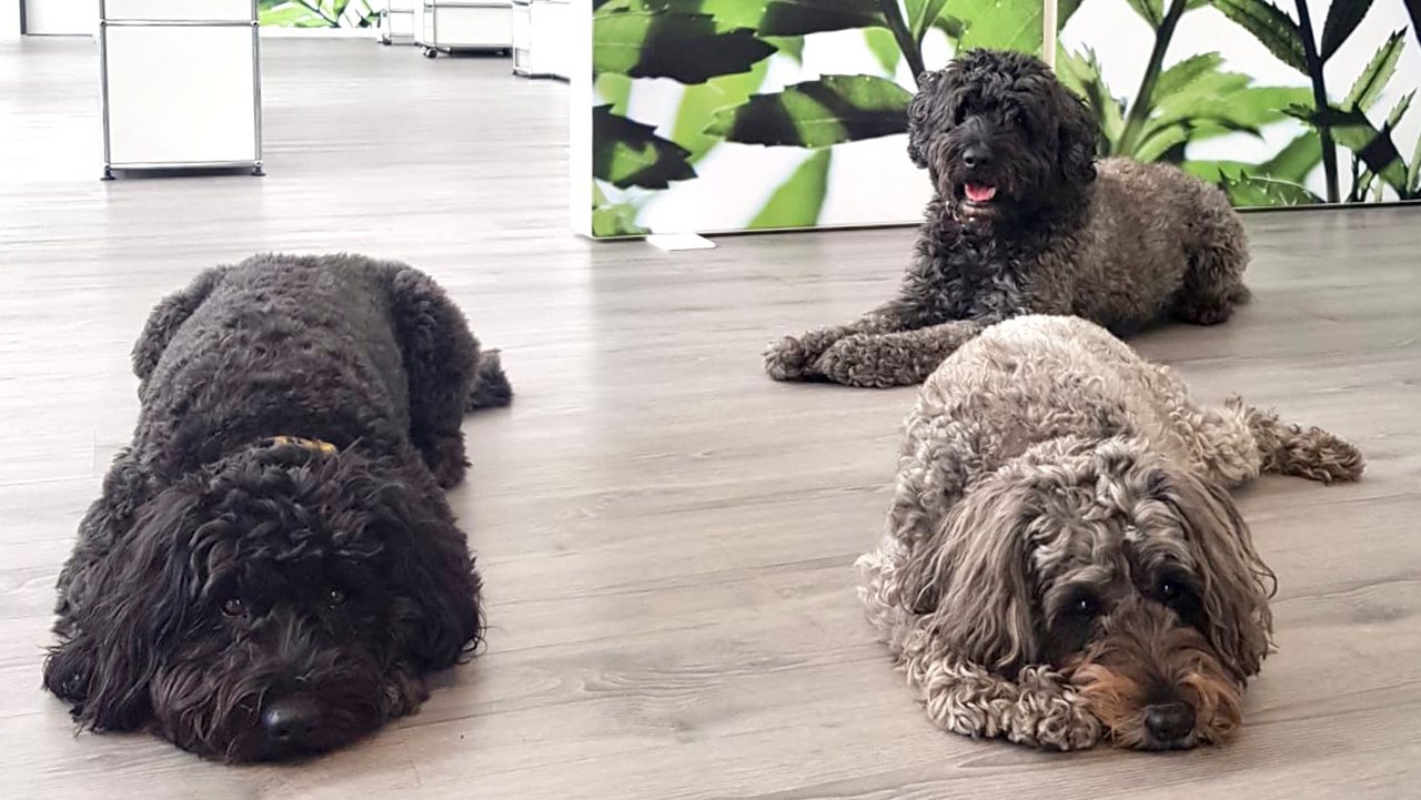 MARTINCOLOR Bürohunde