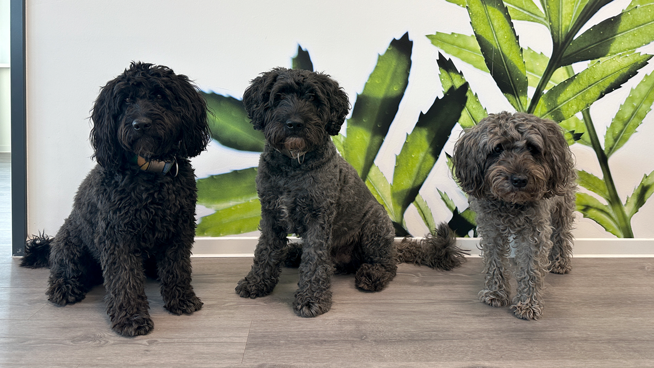 MARTINCOLOR Bürohunde 2