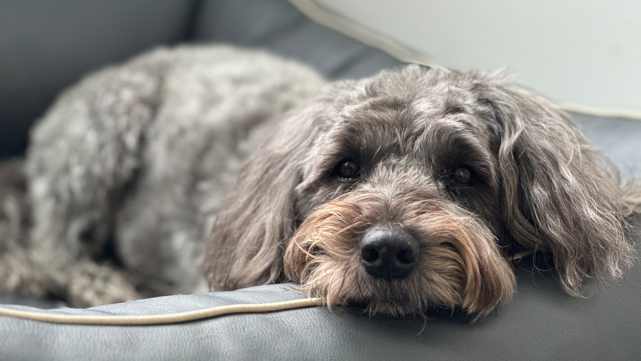 MARTINCOLOR Bürohunde 3